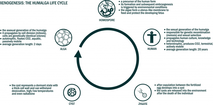 Xenogenesis-The humalga life cycle.jpeg